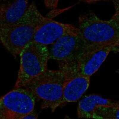 Immunocytochemistry/ Immunofluorescence: BEX2 Antibody [NBP3-17569]