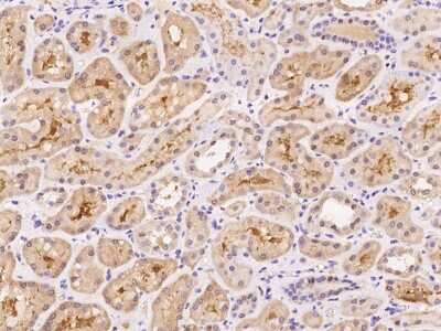 Immunohistochemistry-Paraffin: BEX4 Antibody [NBP2-98166]