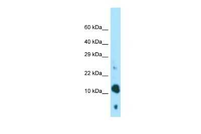 Western Blot: BEX4 Antibody [NBP2-84506]