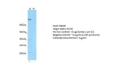 Western Blot: BEX4 Antibody [NBP2-84506]