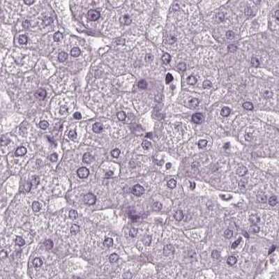 Immunohistochemistry-Paraffin: BHLHB5 Antibody [NBP2-39039]