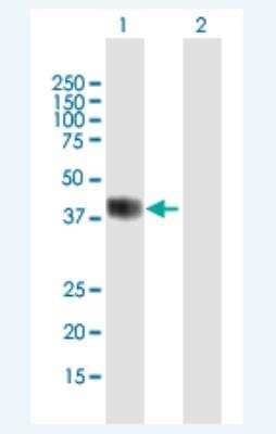 Western Blot: BHLHB5 Antibody [H00027319-B01P-50ug]