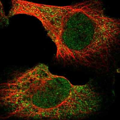 Immunocytochemistry/ Immunofluorescence: BHLHB9 Antibody [NBP2-55171]