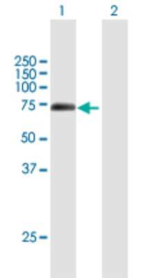 Western Blot: BHLHB9 Antibody [H00080823-B01P]