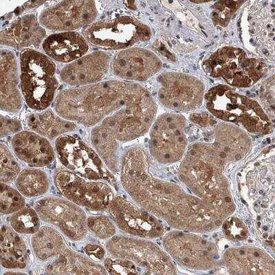 Immunohistochemistry-Paraffin: BHLHE23 Antibody [NBP1-90806]