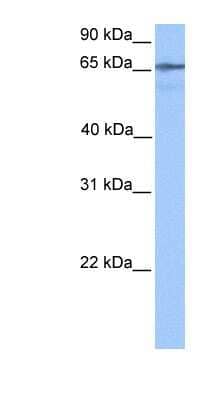 Western Blot: BHMG1 Antibody [NBP1-91401]