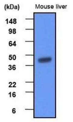 Western Blot: BHMT Antibody (3D6)BSA Free [NBP1-04264]