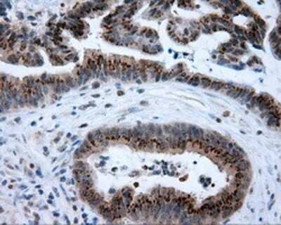 Immunohistochemistry-Paraffin: BHMT Antibody (OTI3E11) [NBP2-02349]