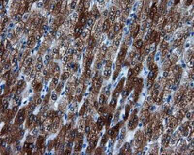 Immunohistochemistry-Paraffin: BHMT Antibody (OTI3E11) [NBP2-02349]