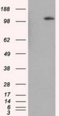 Western Blot: BHMT Antibody (OTI3E11) [NBP2-02349]