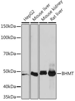 Western Blot: BHMT Antibody (7O7D7) [NBP3-16570]