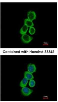 Immunocytochemistry/ Immunofluorescence: BHMT Antibody [NBP1-32443]