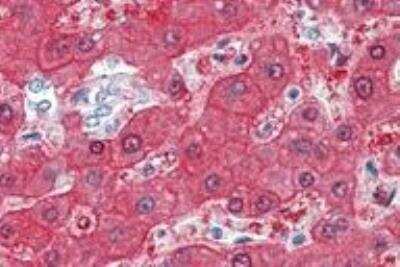 Immunohistochemistry-Paraffin: BHMT Antibody [NBP1-00161]
