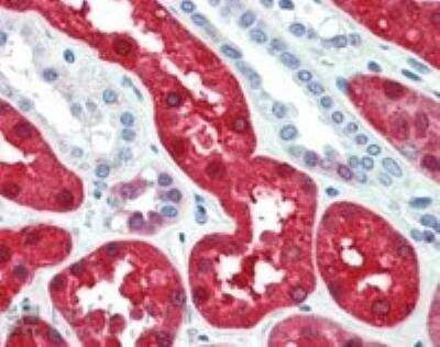 Immunohistochemistry-Paraffin: BHMT Antibody [NBP1-00161]