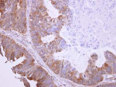 Immunohistochemistry-Paraffin: BHMT Antibody [NBP1-32443]