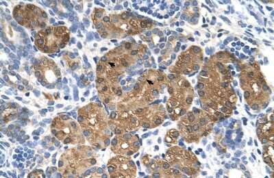 Immunohistochemistry-Paraffin: BHMT Antibody [NBP1-55288]
