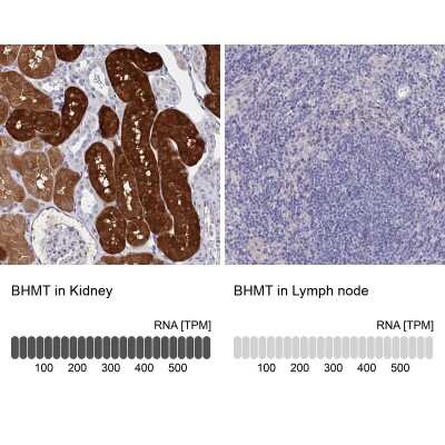 Immunohistochemistry-Paraffin: BHMT Antibody [NBP1-88611]