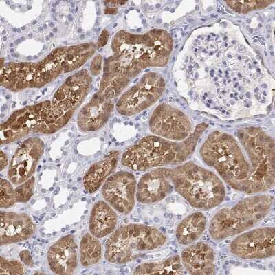 Immunohistochemistry-Paraffin: BHMT Antibody [NBP2-38850]