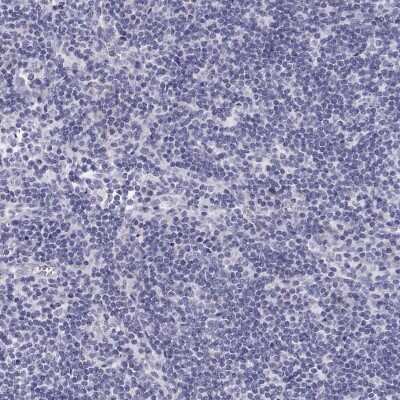 Immunohistochemistry-Paraffin: BHMT Antibody [NBP2-38850]