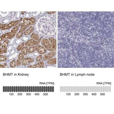 Immunohistochemistry-Paraffin: BHMT Antibody [NBP2-38850]