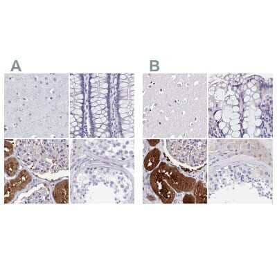 Immunohistochemistry-Paraffin: BHMT Antibody [NBP2-38850]