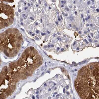 Immunohistochemistry-Paraffin: BHMT Antibody [NBP2-38850]