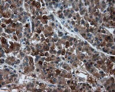 Immunohistochemistry: BHMT Antibody (OTI3E11) - Azide and BSA Free [NBP2-70250]