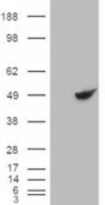 Western Blot: BHMT Antibody [NBP1-00161]