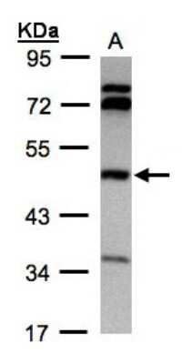 Western Blot: BHMT Antibody [NBP1-32443]