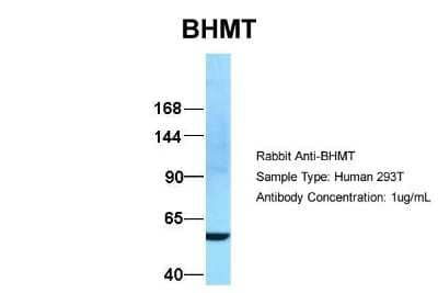 Western Blot: BHMT Antibody [NBP1-55288]