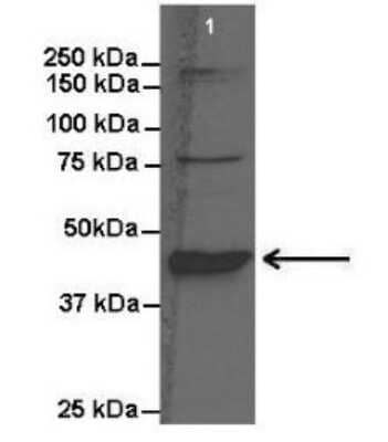 Western Blot: BHMT Antibody [NBP1-55288]