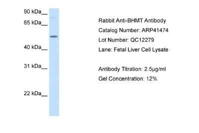Western Blot: BHMT Antibody [NBP1-55288]