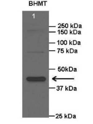 Western Blot: BHMT Antibody [NBP1-55288]