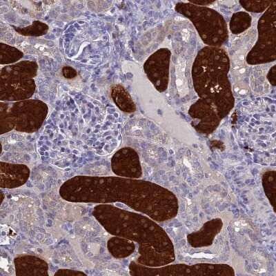 Immunohistochemistry-Paraffin: BHMT2 Antibody [NBP1-85826]