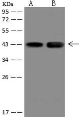 Western Blot: BHMT2 Antibody [NBP3-12685]