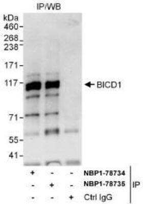 Immunoprecipitation: BICD1 Antibody [NBP1-78734]