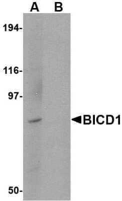 Western Blot: BICD1 AntibodyBSA Free [NBP1-76922]