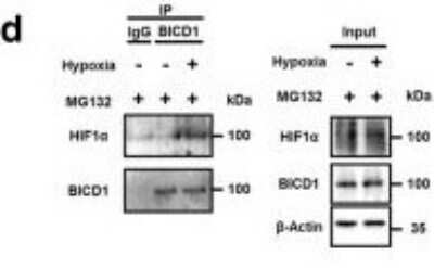 Western Blot: BICD1 Antibody [NBP1-78735]