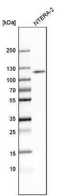 Western Blot: BICD1 Antibody [NBP1-85843]