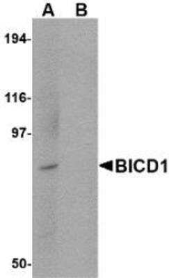 Western Blot: BICD1 Antibody Blocking Peptide [NBP1-76922PEP]