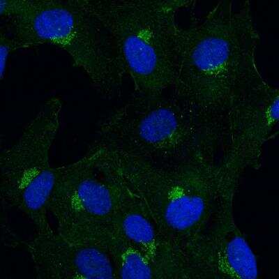 Immunocytochemistry/ Immunofluorescence: BICD2 Antibody (10811) [NBP2-43683]