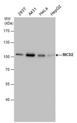 Western Blot: BICD2 Antibody (10811) [NBP2-43683]