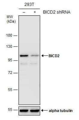 Western Blot: BICD2 Antibody (10811) [NBP2-43683]
