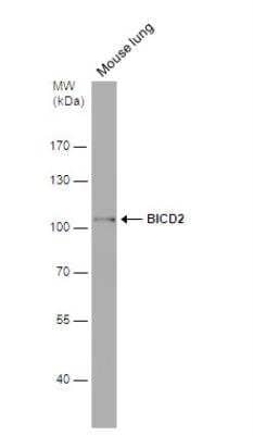 Western Blot: BICD2 Antibody (10811) [NBP2-43683]