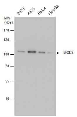 Western Blot: BICD2 Antibody (1824) [NBP2-43684]