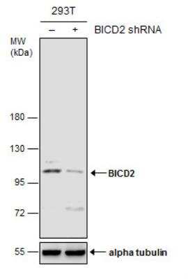 Western Blot: BICD2 Antibody (1824) [NBP2-43684]