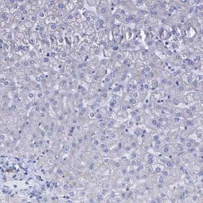 Immunohistochemistry-Paraffin: BICD2 Antibody [NBP1-81488]