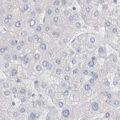 Immunohistochemistry-Paraffin: BICD2 Antibody [NBP1-81489]
