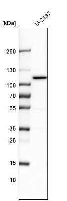 Western Blot: BICD2 Antibody [NBP1-81488]