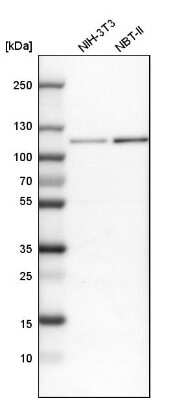 Western Blot: BICD2 Antibody [NBP1-81488]
